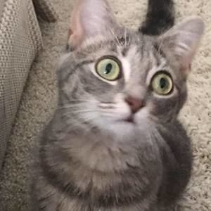 Meet your Posher, Gene